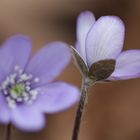 hepatica nobilis