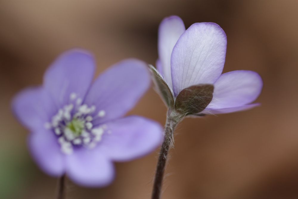 hepatica nobilis