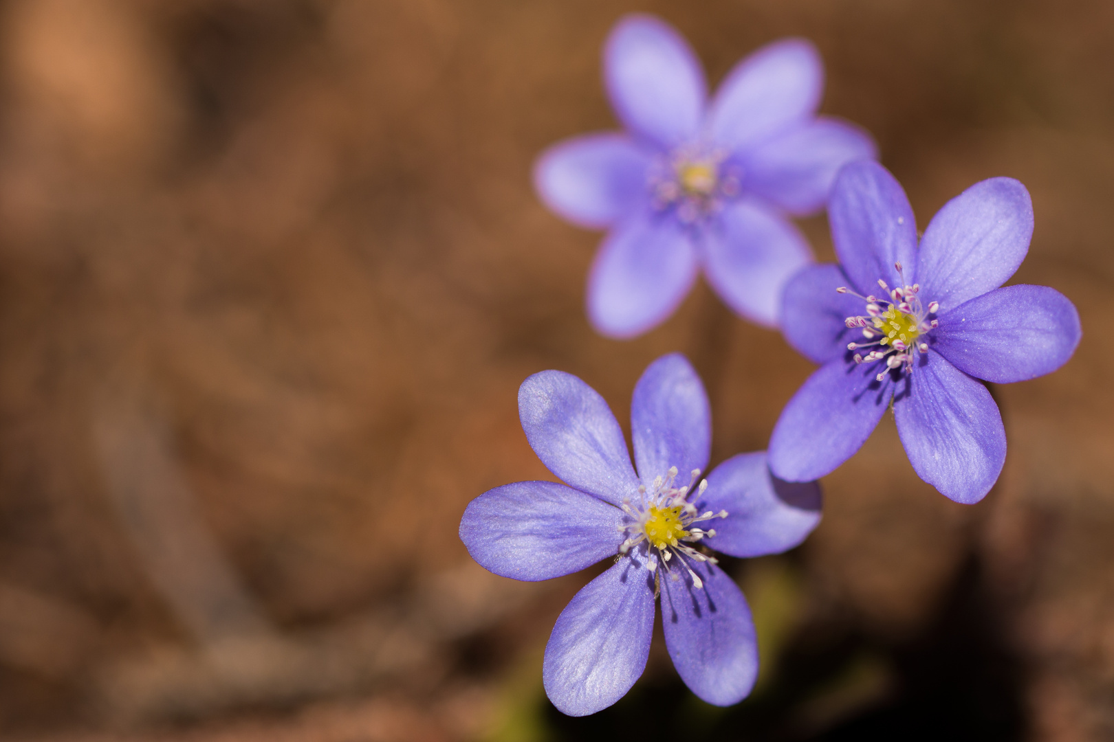 Hepatica nobilis