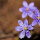 Hepatica nobilis