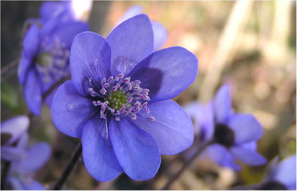 Hepatica nobilis