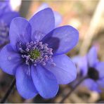 Hepatica nobilis