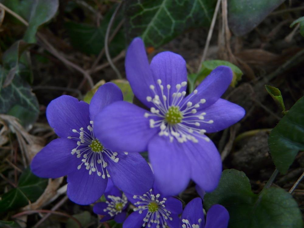 Hepatica nobilis