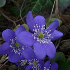 Hepatica nobilis