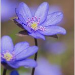 Hepatica nobilis