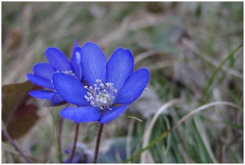 hepatica nobilis