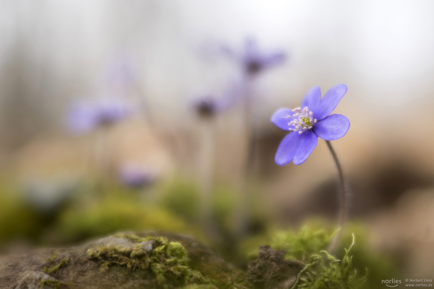 hepatica nobilis