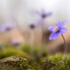 hepatica nobilis