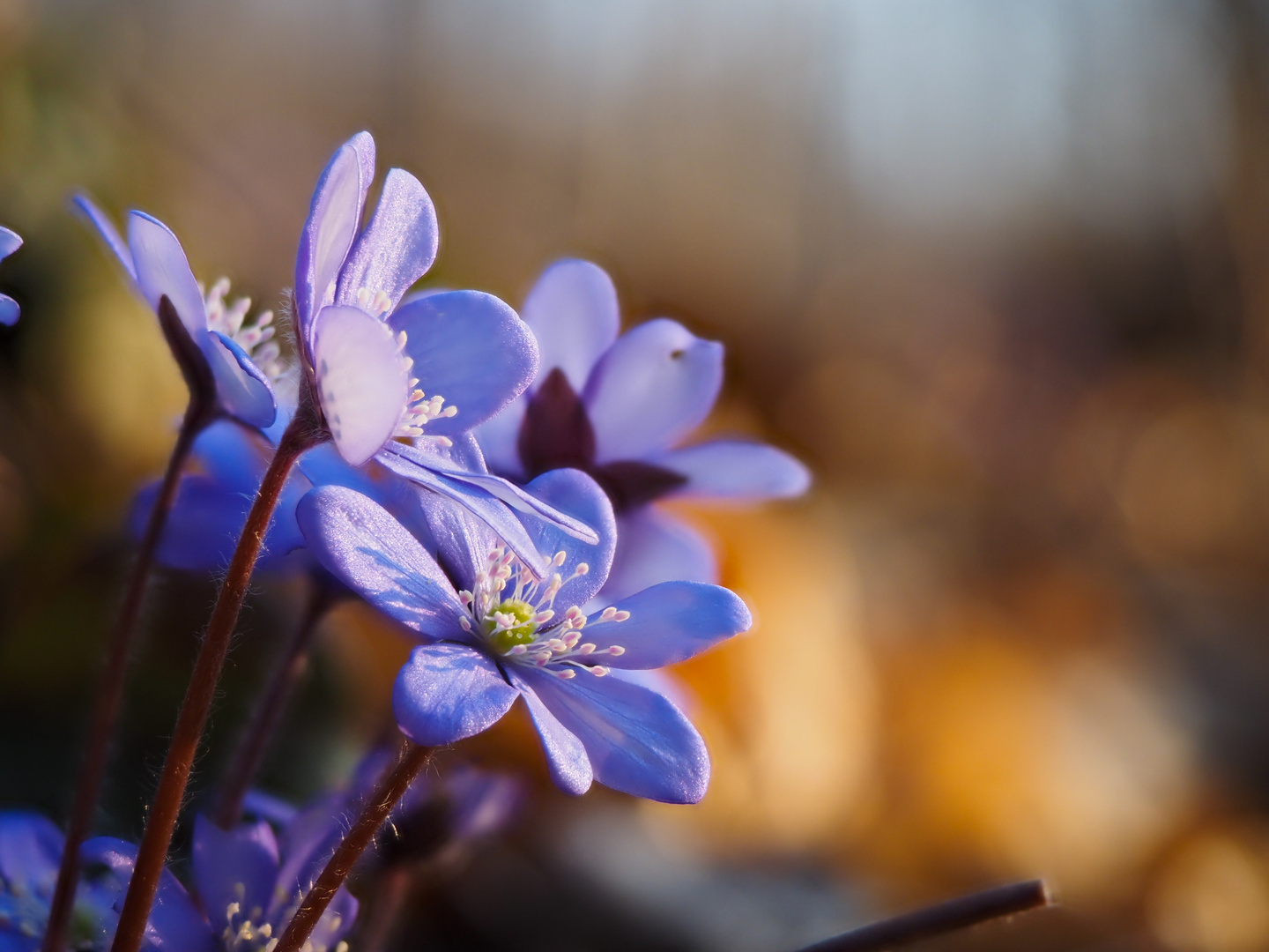 hepatica nobilis