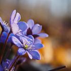 hepatica nobilis