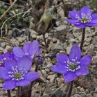 Hepatica nobilis