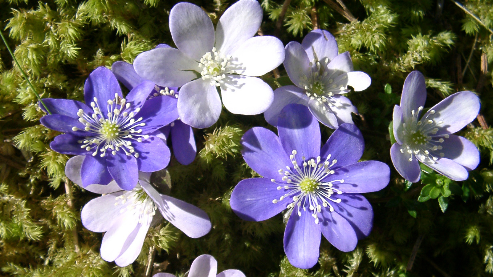 Hepatica nobilis