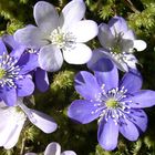 Hepatica nobilis