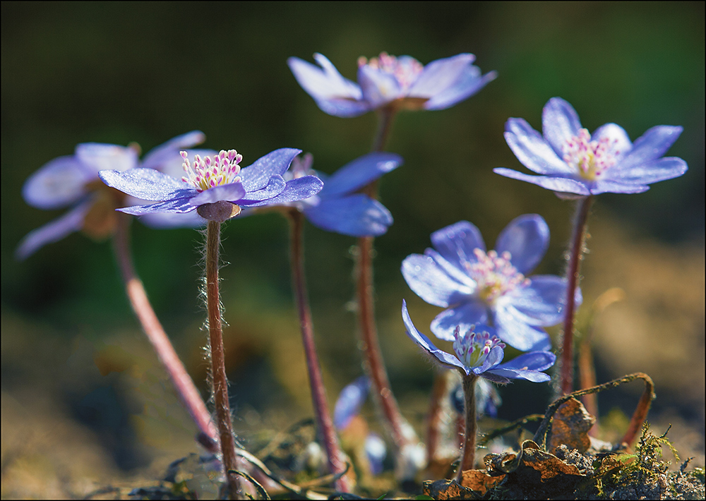 Hepatica nobilis