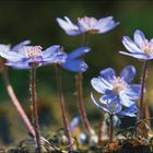 Hepatica nobilis