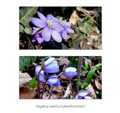 Hepatica nobilis