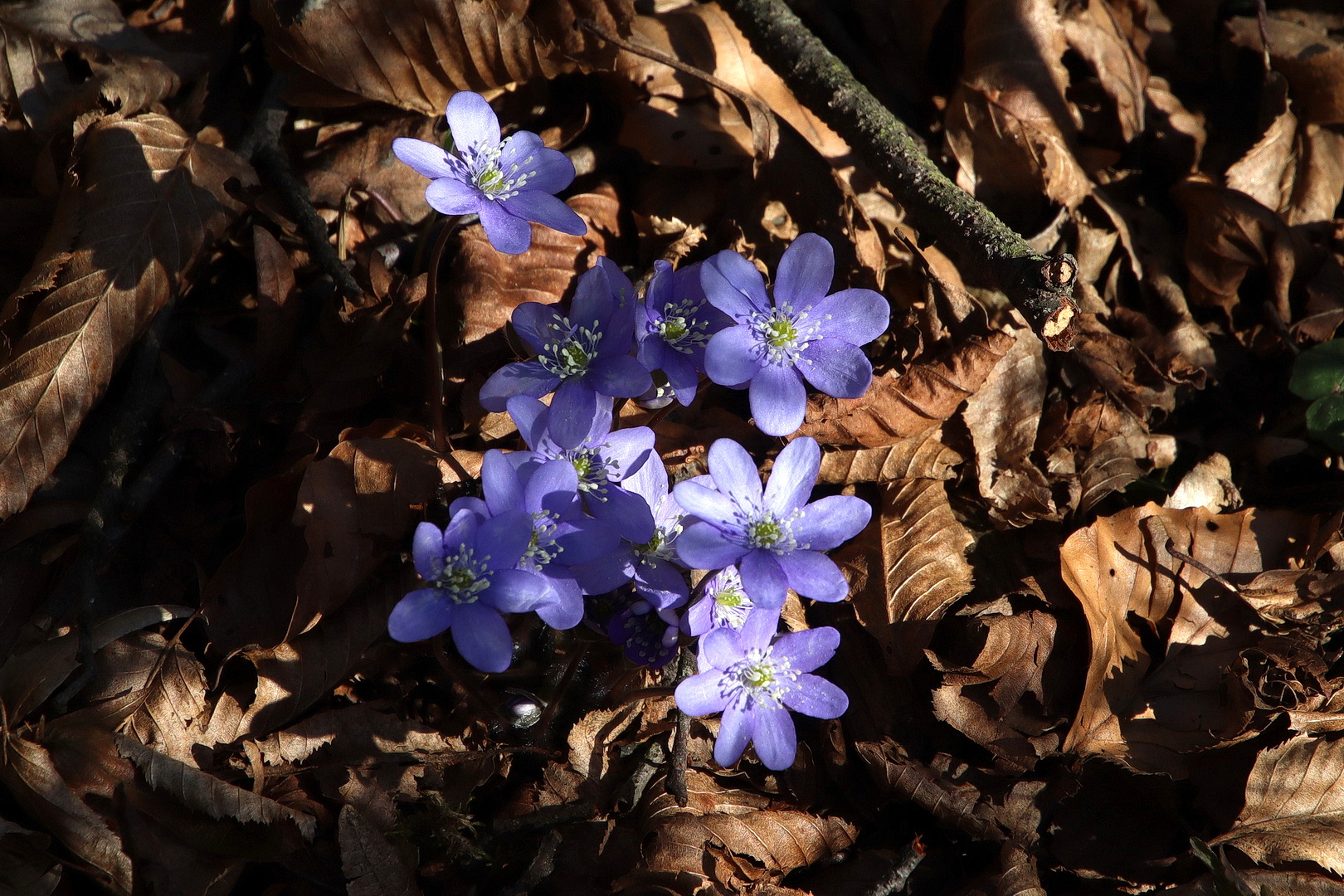 Hepatica nobilis