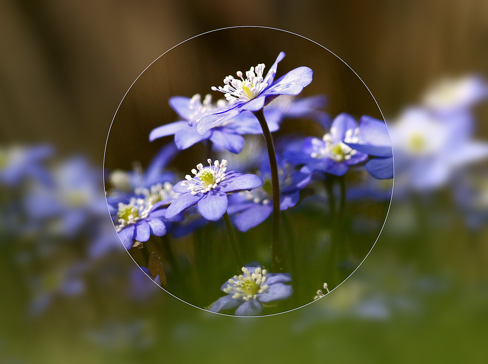 Hepatica nobilis