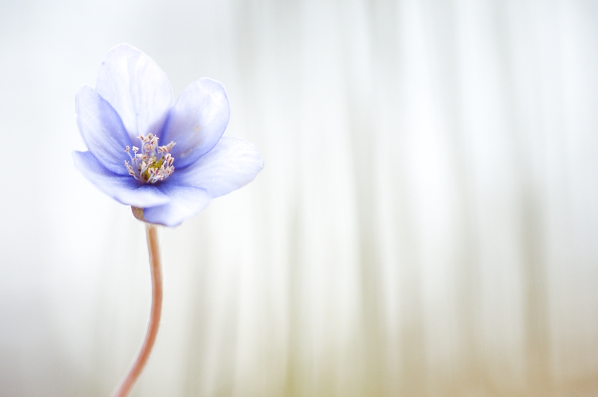 hepatica nobilis