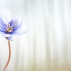 hepatica nobilis