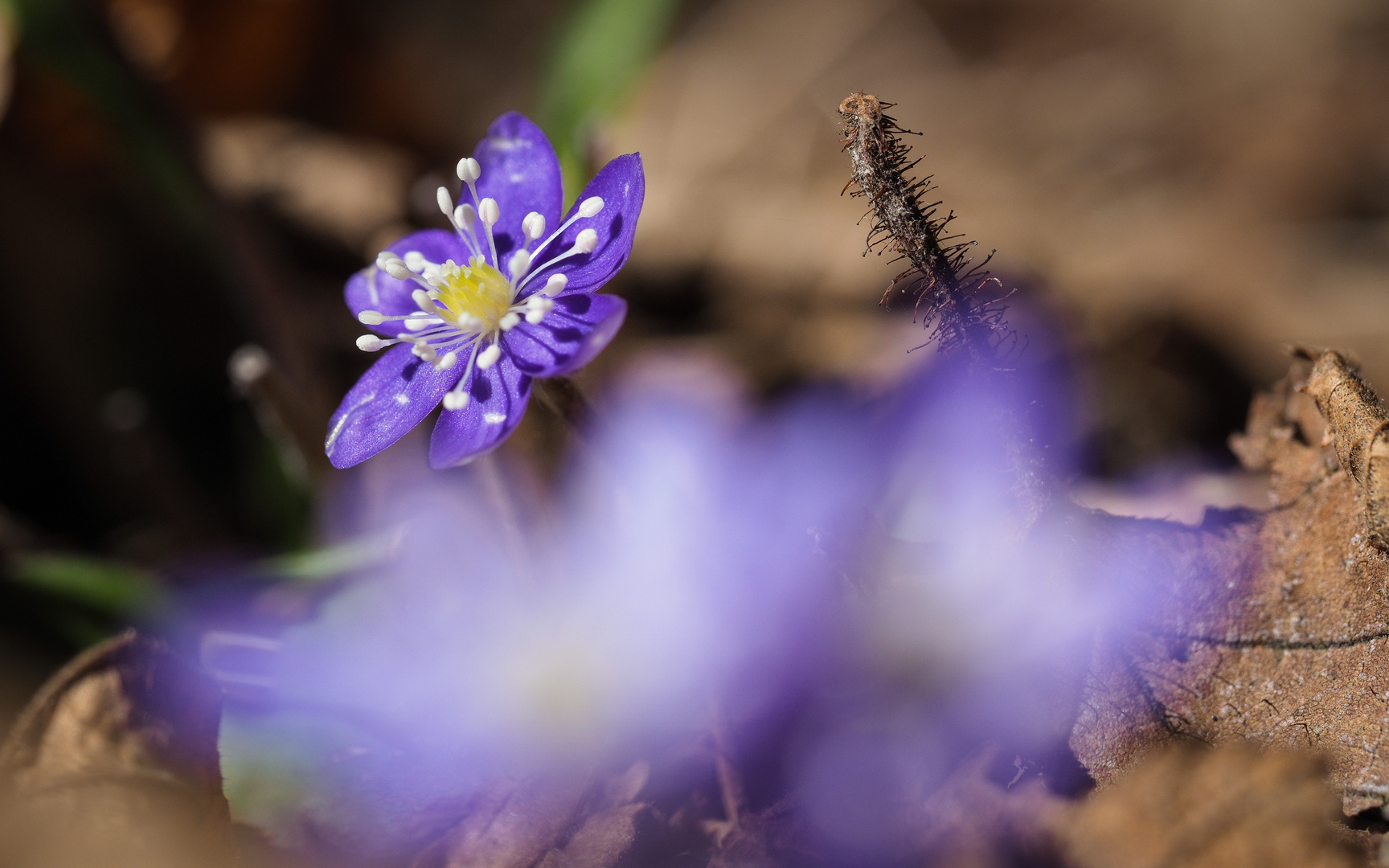 Hepatica nobilis