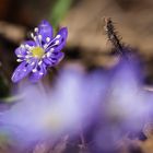 Hepatica nobilis