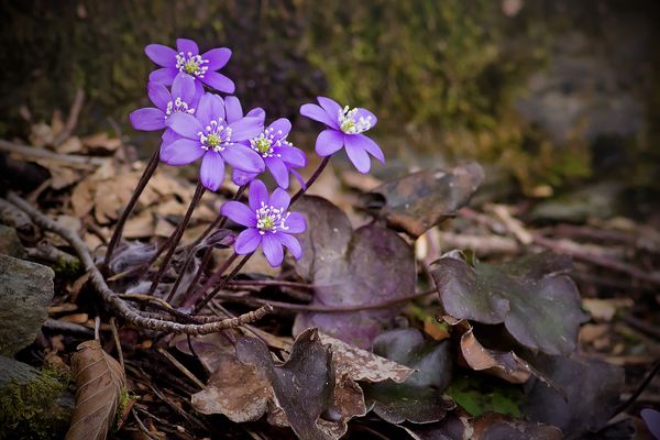 Hepatica nobilis