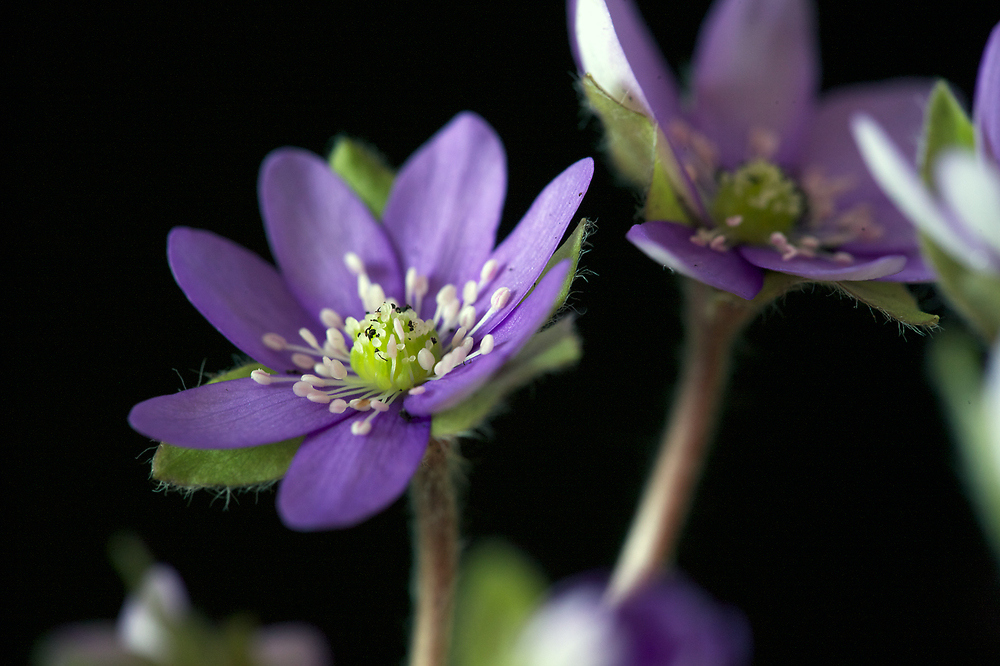 Hepatica nobilis