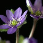 Hepatica nobilis