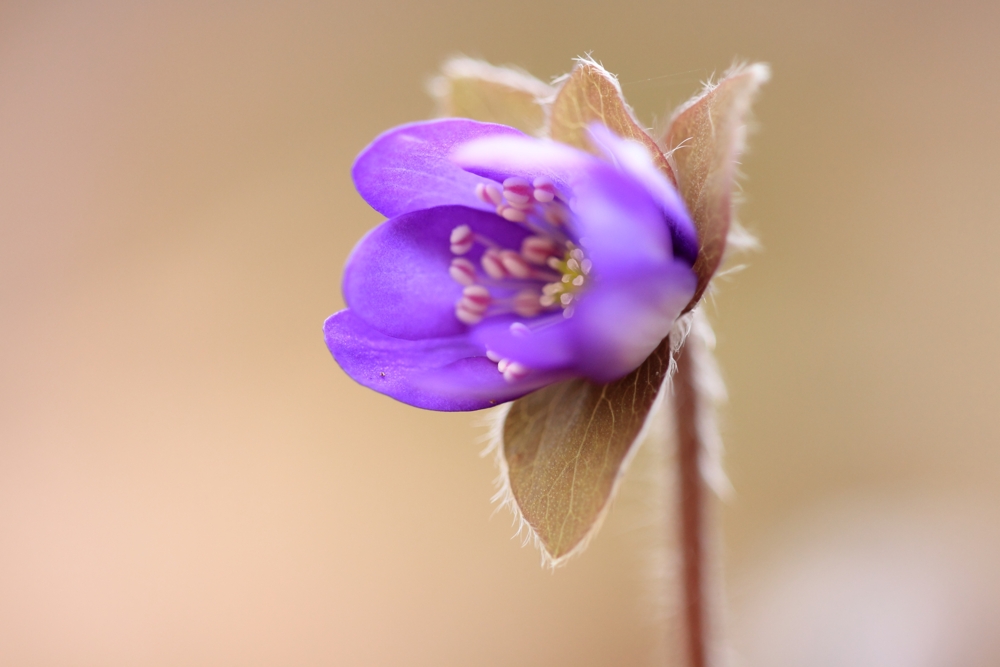 Hepatica nobilis