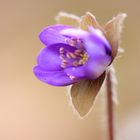 Hepatica nobilis