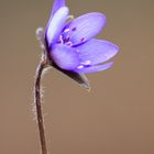 Hepatica nobilis