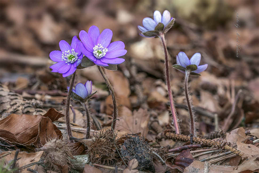 Hepatica nobilis