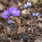 Hepatica nobilis