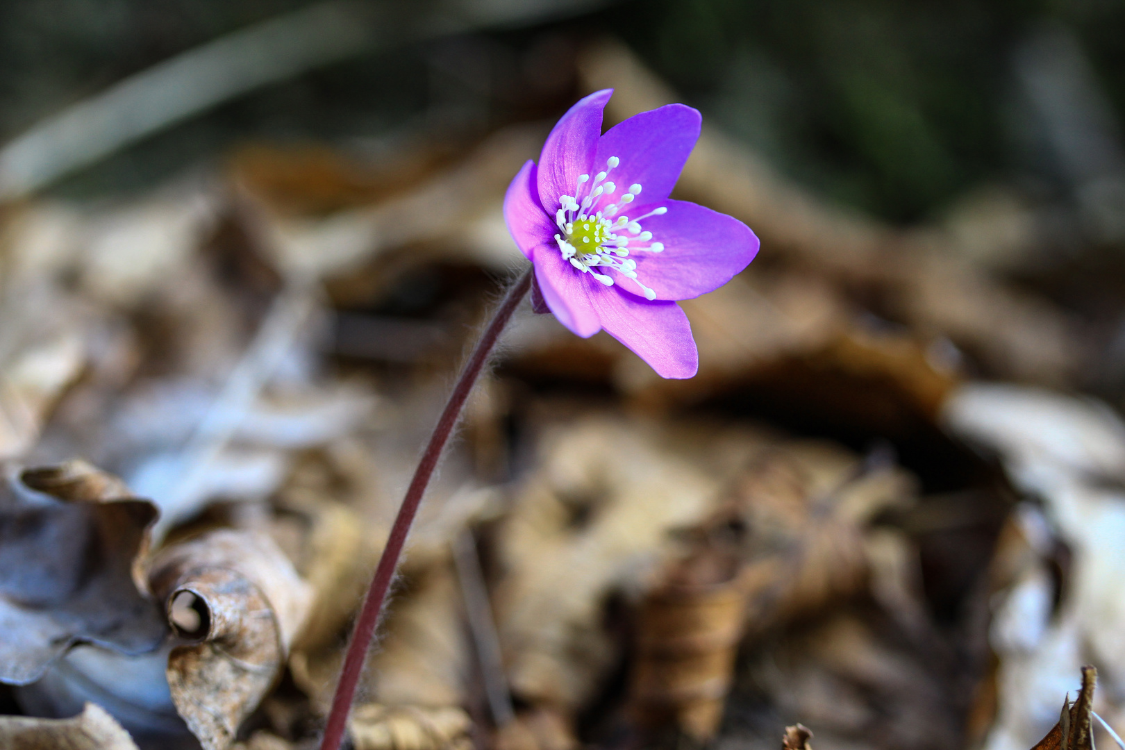 hepatica nobilis