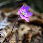 hepatica nobilis