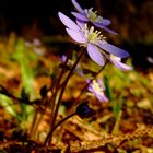 Hepatica nobilis