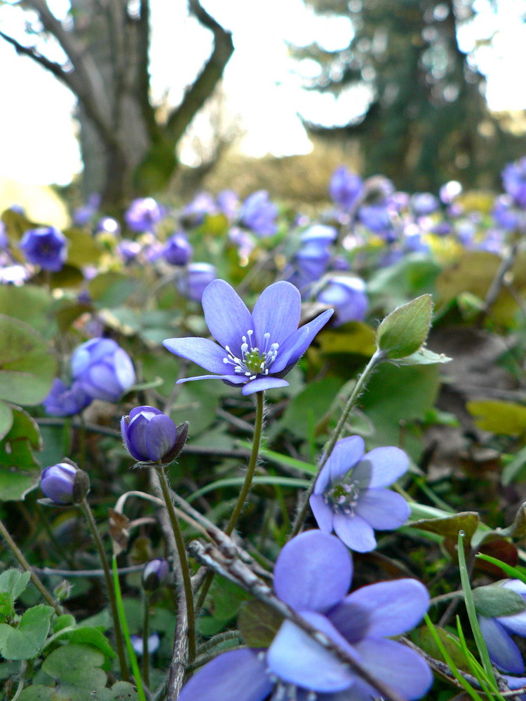 Hepatica nobilis