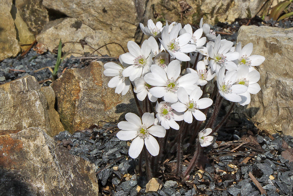 Hepatica nobilis alba