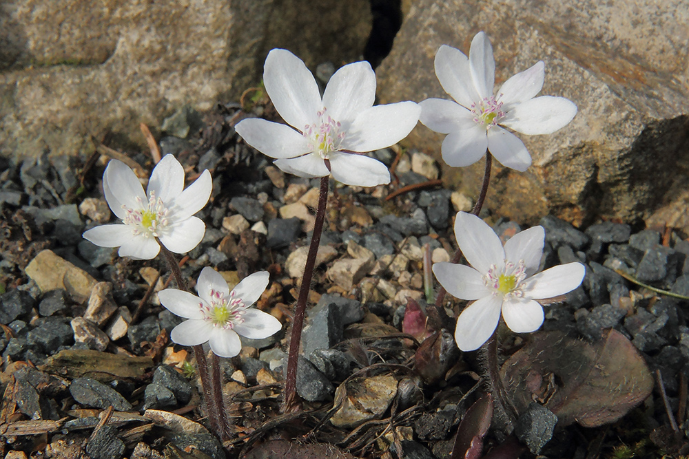 Hepatica nobilis alba