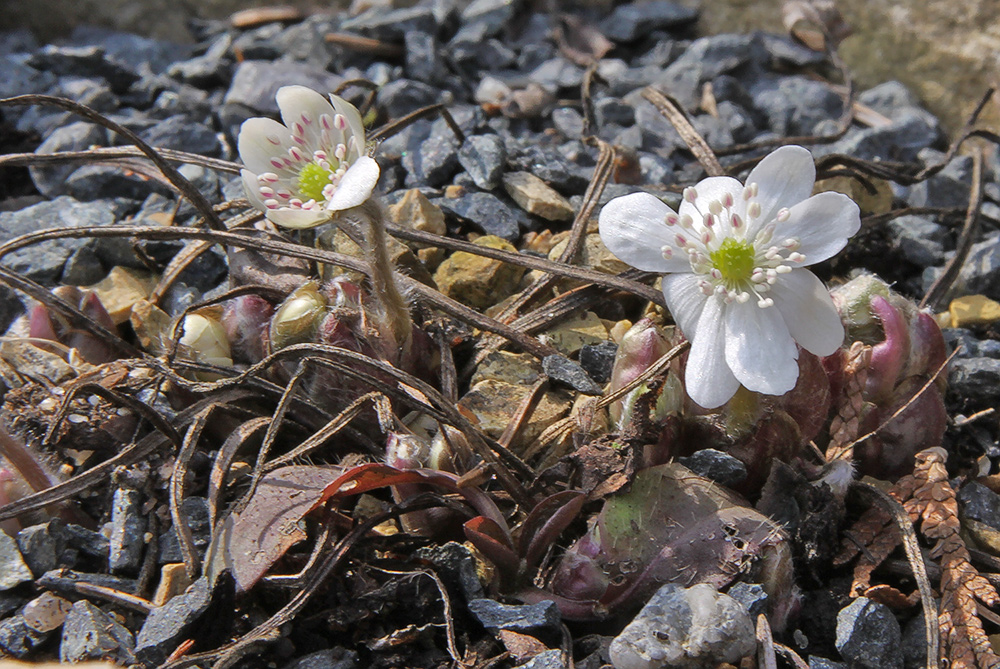 Hepatica nobilis alba - Leberblümchen weiß