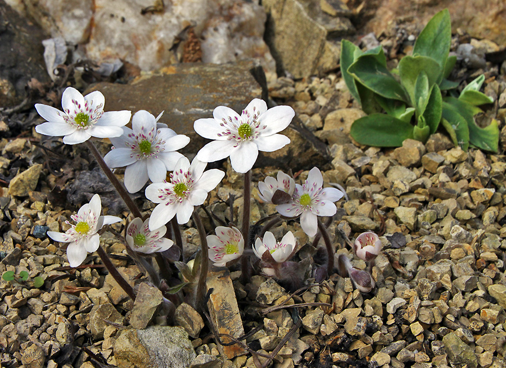 Hepatica nobilis alba - Leberblümchen weiß - eine zarte Schönheit im Alpinum