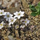 Hepatica nobilis alba - Leberblümchen weiß - eine zarte Schönheit im Alpinum