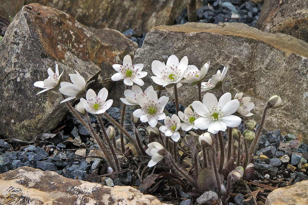 Hepatica nobilis alba - Weißes Leberblümchen