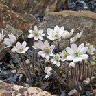 Hepatica nobilis alba - Weißes Leberblümchen