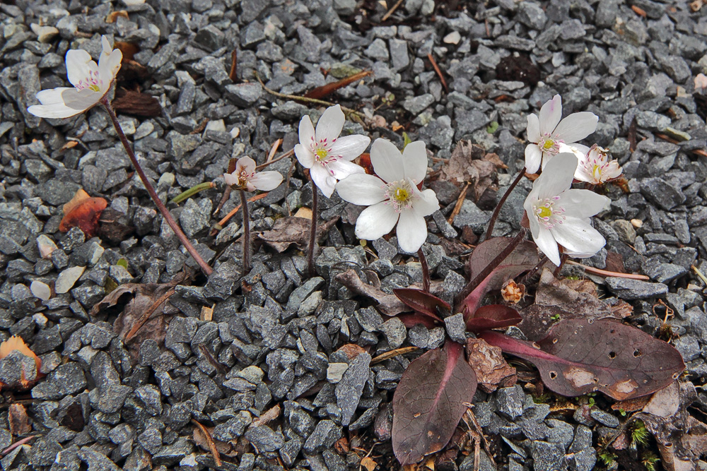 Hepatica nobilis alba- Weißes Leberblümchen