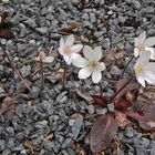 Hepatica nobilis alba- Weißes Leberblümchen