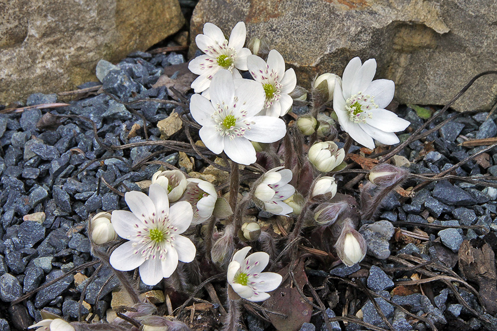 Hepatica nobilis alba- Weißes Leberblümchen