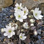 Hepatica nobilis alba- Weißes Leberblümchen