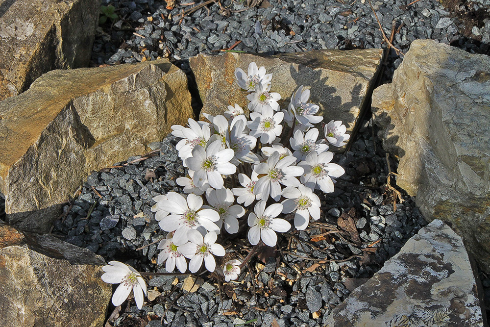 Hepatica nobilis alba - Weißes Leberblümchen jetzt in schönster Blüte